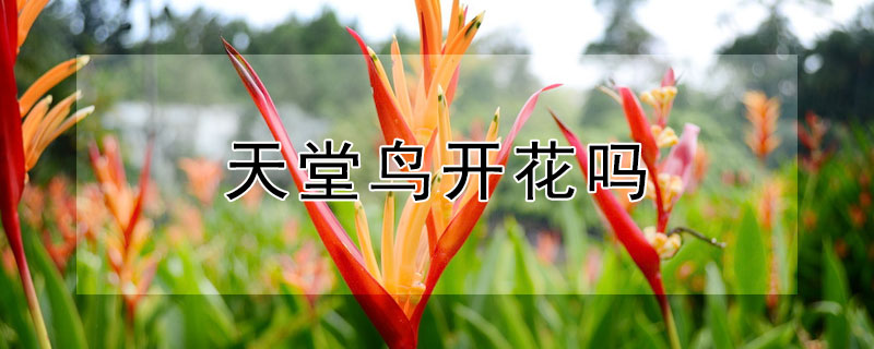 天堂鸟开花吗