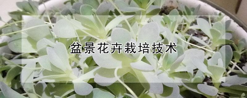 盆景花卉栽培技术