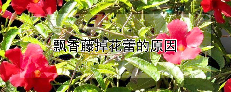 飘香藤掉花蕾的原因 飘香藤花朵总掉是怎么回事