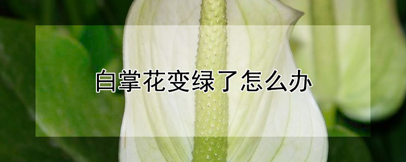 白掌花变绿了怎么办（白掌花变绿了怎么办养有毒吗）