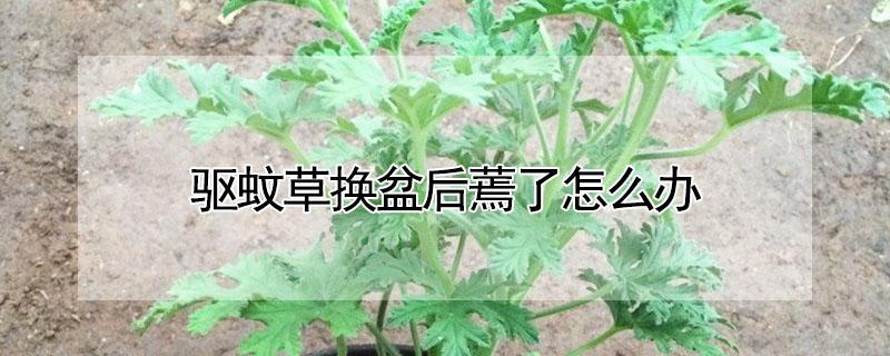 驱蚊草换盆后蔫了怎么办（驱蚊草换盆后要浇水吗）