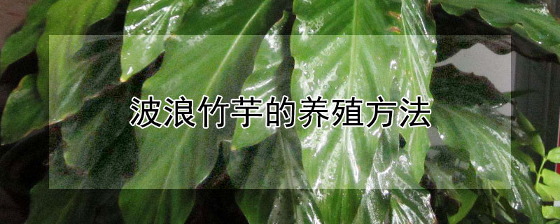 波浪竹芋的养殖方法 竹竹芋的养殖方法