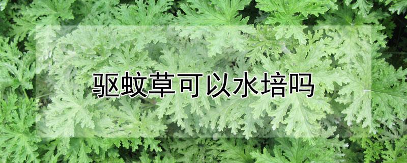 驱蚊草可以水培吗（驱蚊草水培好还是土培好）