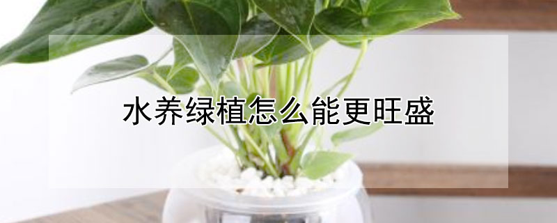 水养绿植怎么能更旺盛 哪些绿植可以水养