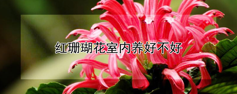 红珊瑚花室内养好不好 红珊瑚植物好养吗