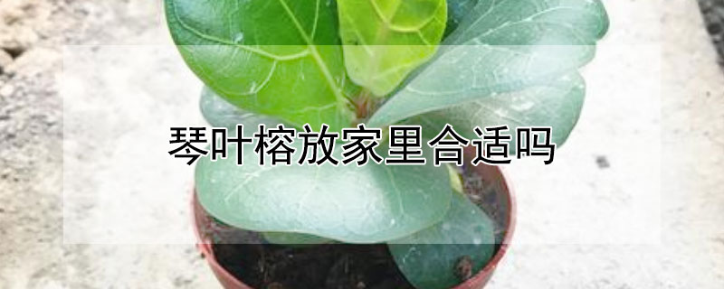 琴叶榕放家里合适吗