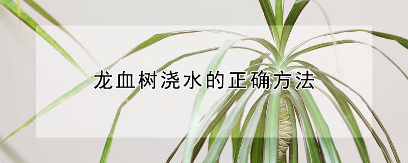 龙血树浇水的正确方法