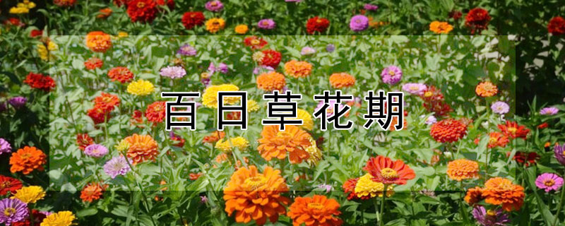 百日草花期 百日草花期多长时间