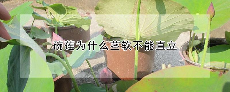 碗莲为什么茎软不能直立