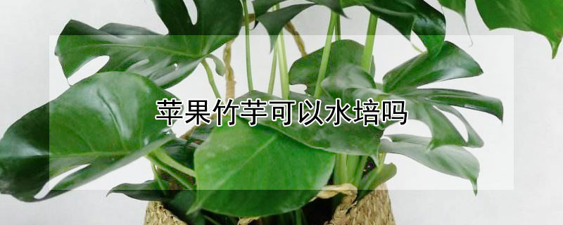 苹果竹芋可以水培吗