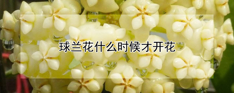 球兰花什么时候才开花