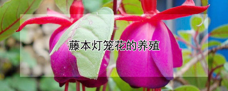 藤本灯笼花的养殖