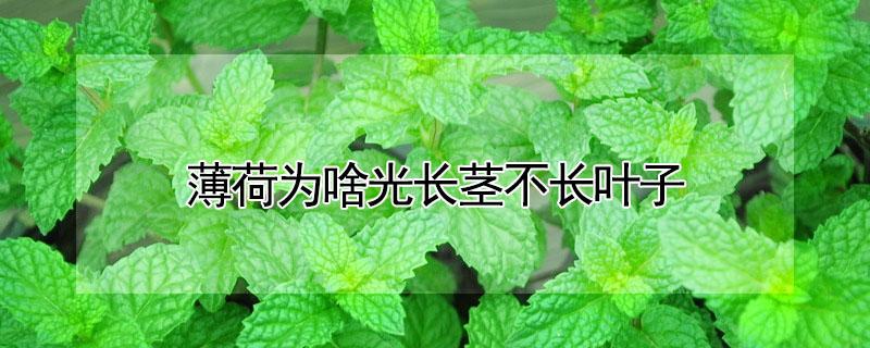 薄荷为啥光长茎不长叶子