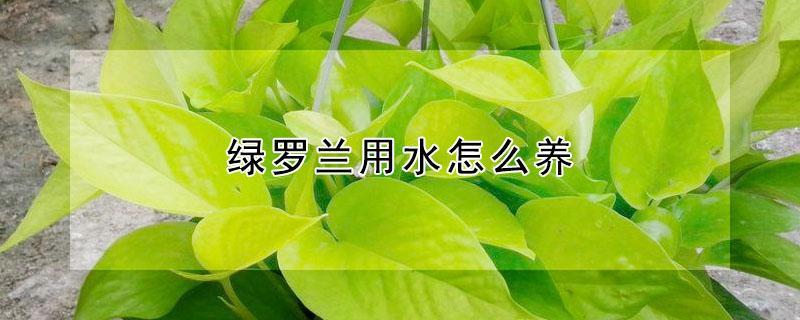 绿罗兰用水怎么养