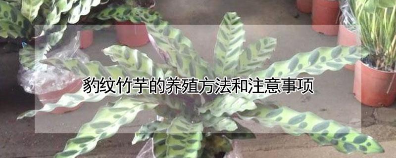 豹纹竹芋的养殖方法和注意事项（豹纹竹芋可以水培吗）