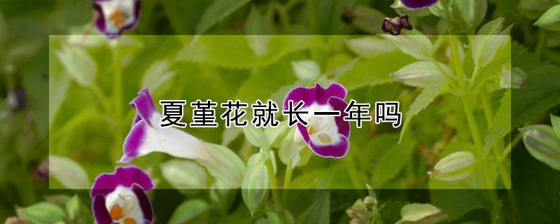 夏堇花就长一年吗（夏堇第二年还能开花么）