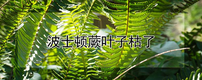 波士顿蕨叶子枯了（波斯顿蕨叶子全剪掉）