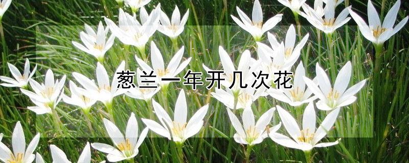 葱兰一年开几次花