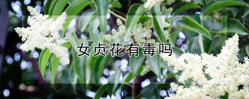 女贞花有毒吗（女贞花气味有毒吗）