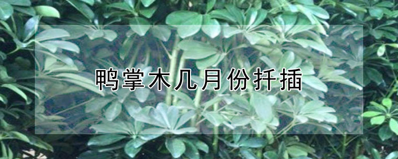 鸭掌木几月份扦插