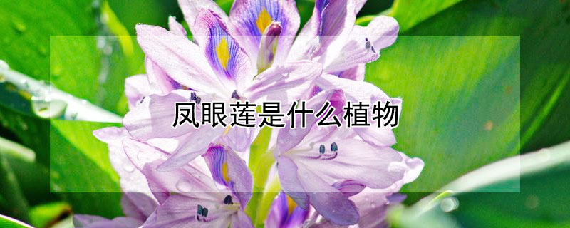 凤眼莲是什么植物（凤眼莲是水生植物吗）