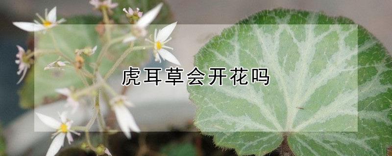 虎耳草会开花吗 虎耳草开什么花