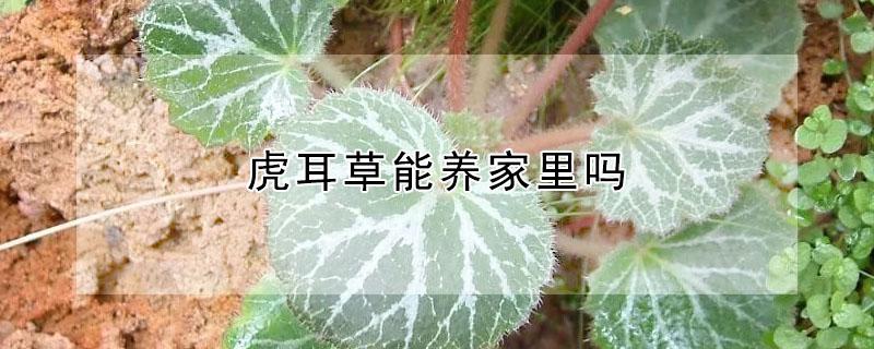 虎耳草能养家里吗（虎耳草好养活吗）