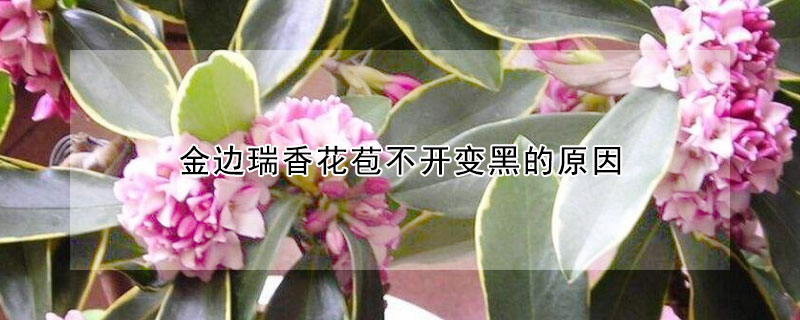 金边瑞香花苞不开变黑的原因