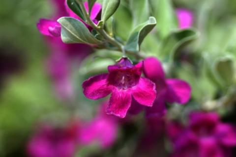 红花玉芙蓉怎么繁殖