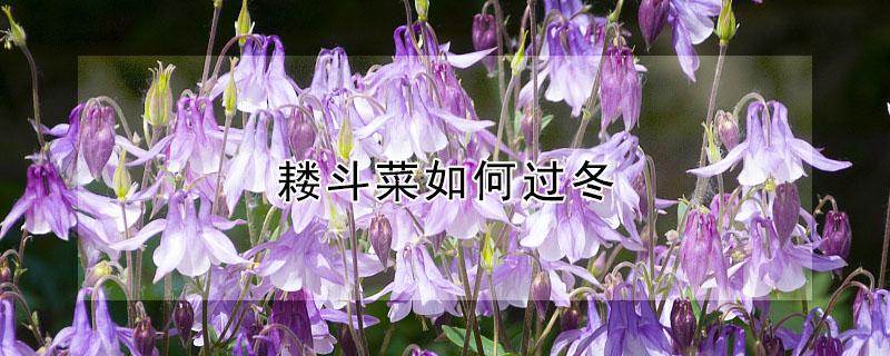 耧斗菜如何过冬 耧斗菜冬天