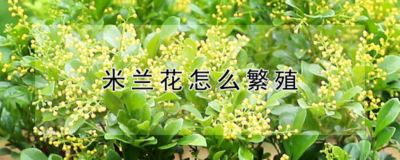 米兰花怎么繁殖