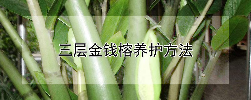 三层金钱榕养护方法