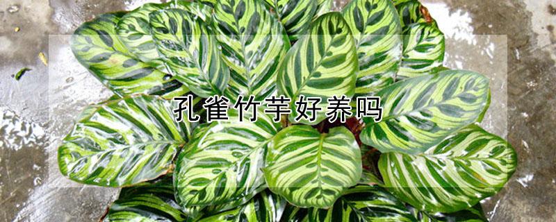 孔雀竹芋好养吗（孔雀竹芋花好养吗）