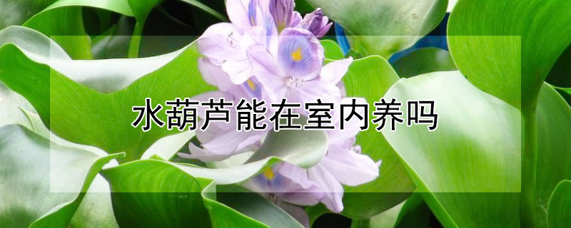 水葫芦能在室内养吗（水葫芦能在室内养吗有什么功效）