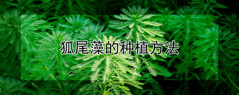 狐尾藻的种植方法