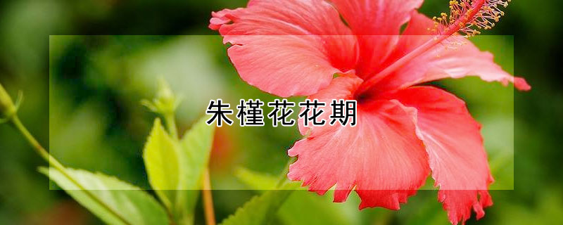 朱槿花花期（朱槿花花期用什么肥）