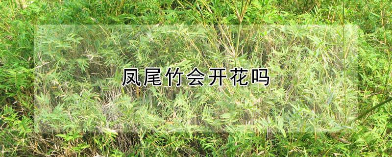 凤尾竹会开花吗