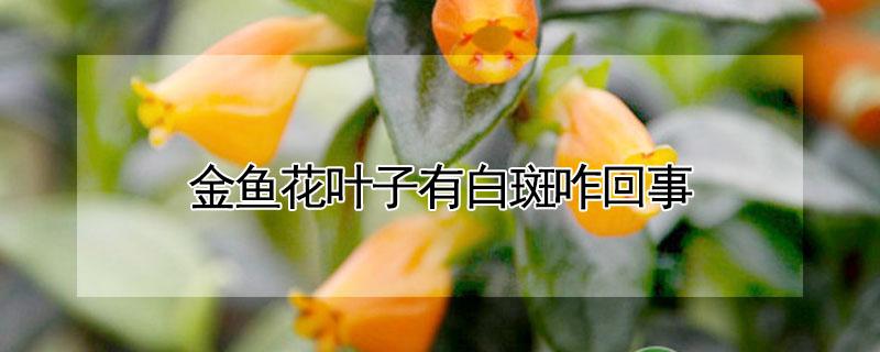 金鱼花叶子有白斑咋回事 小金鱼花叶子白斑