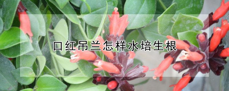 口红吊兰怎样水培生根