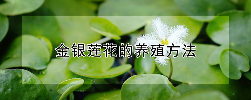 金银莲花的养殖方法 银莲花怎么养