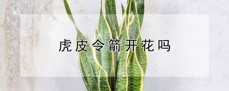 虎皮令箭开花吗