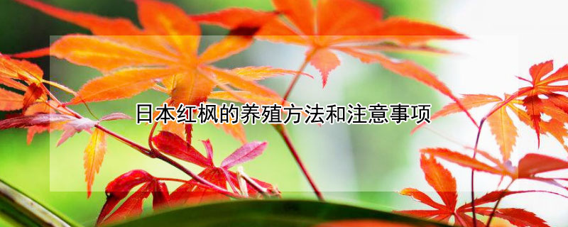 日本红枫的养殖方法和注意事项（日本红枫叶怎么养）