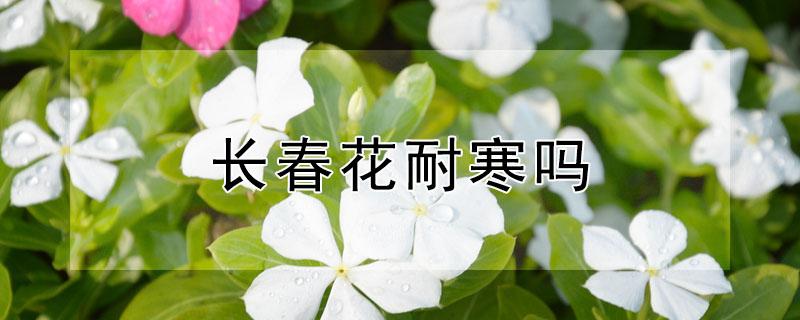 长春花耐寒吗