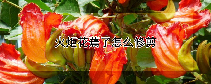 火炬花蔫了怎么修剪