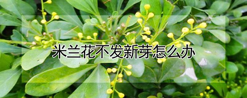 米兰花不发新芽怎么办 米兰花修剪后半年都不发芽怎么办