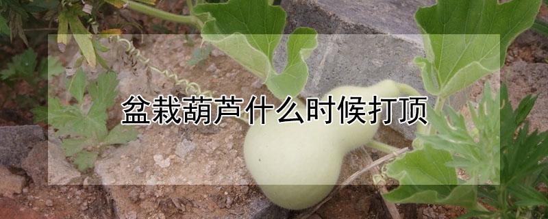 盆栽葫芦什么时候打顶