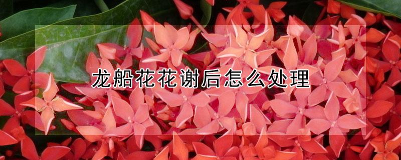 龙船花花谢后怎么处理