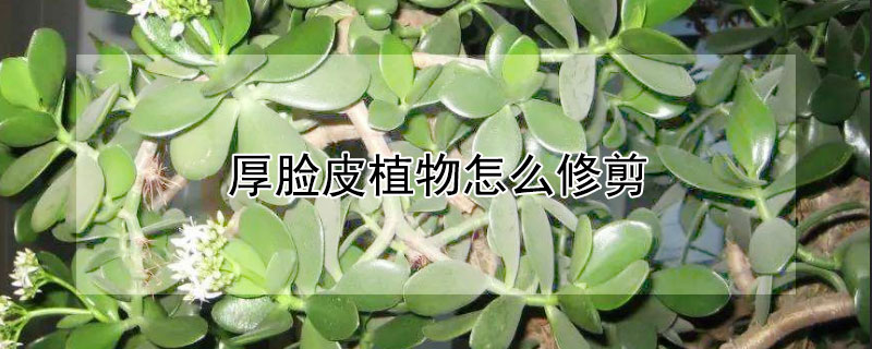 厚脸皮植物怎么修剪（植物厚脸皮怎么修枝）