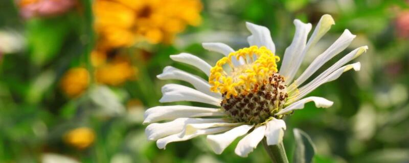 百日菊开花后怎么处理 百日菊开花后就会死吗