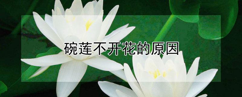 碗莲不开花的原因（碗莲 不开花）